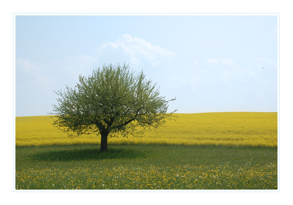 Frühling