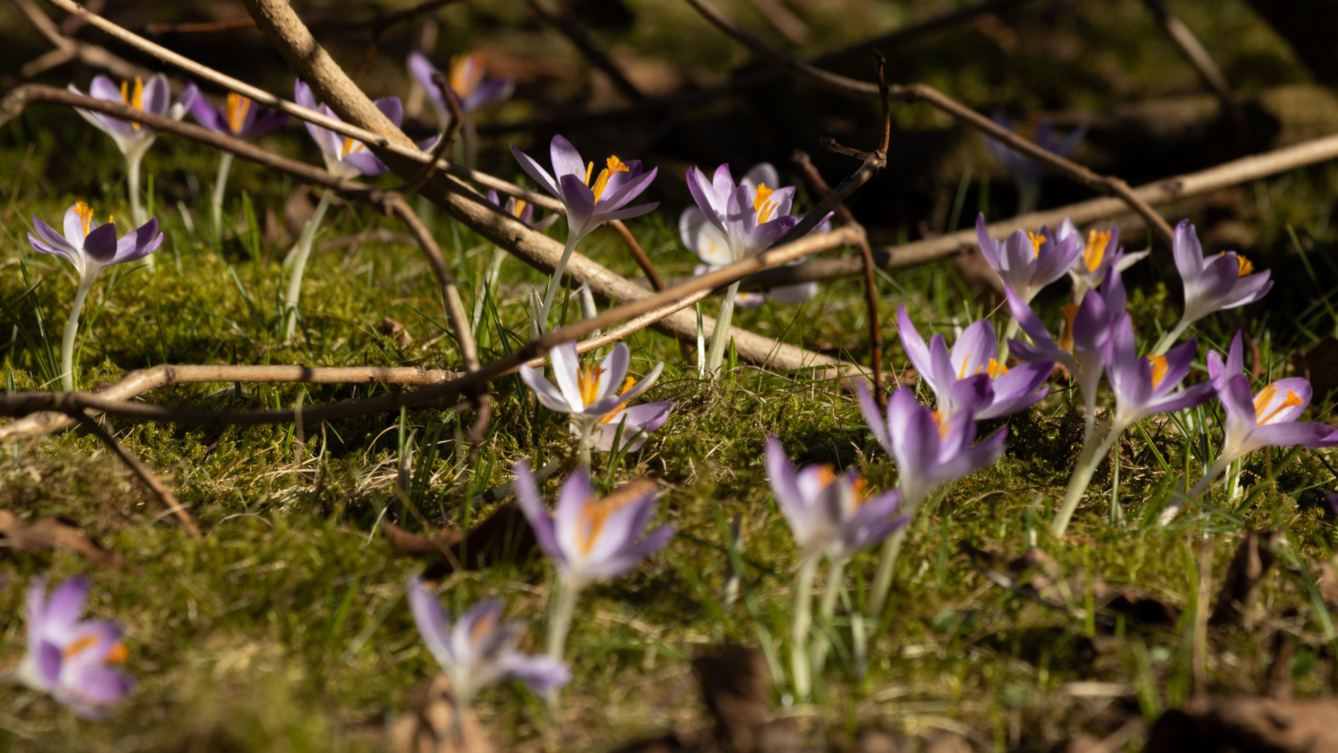 Frühling