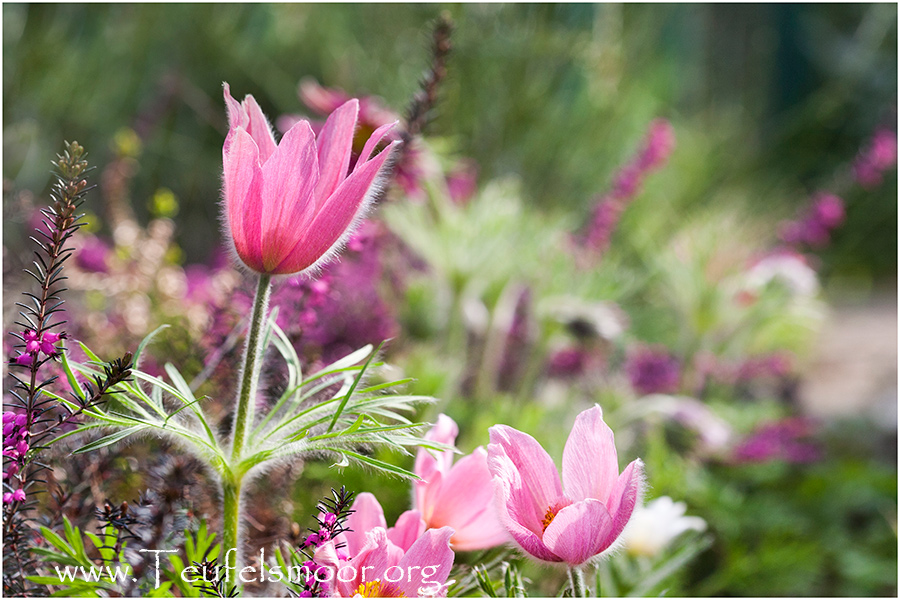 Frühling