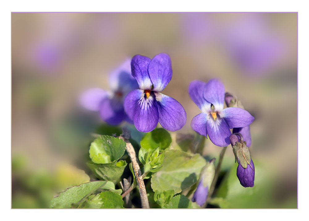 Frühling