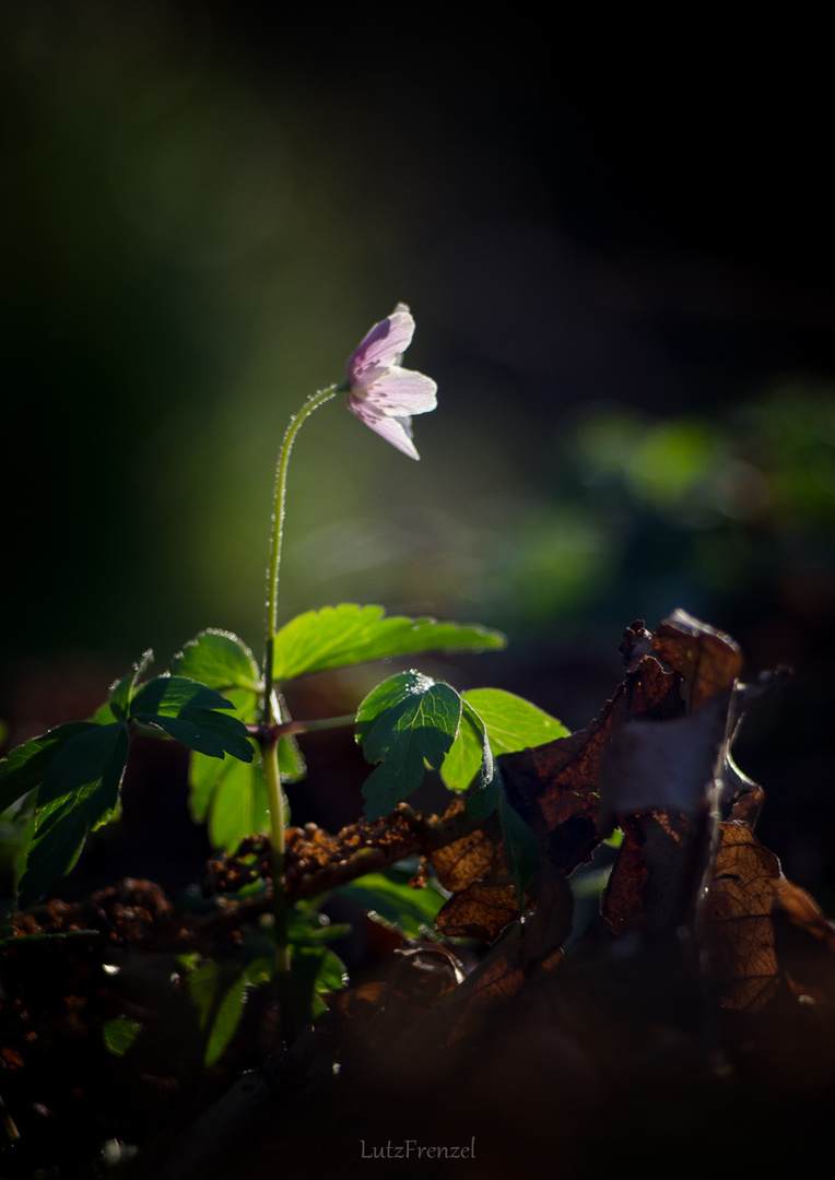 Frühling