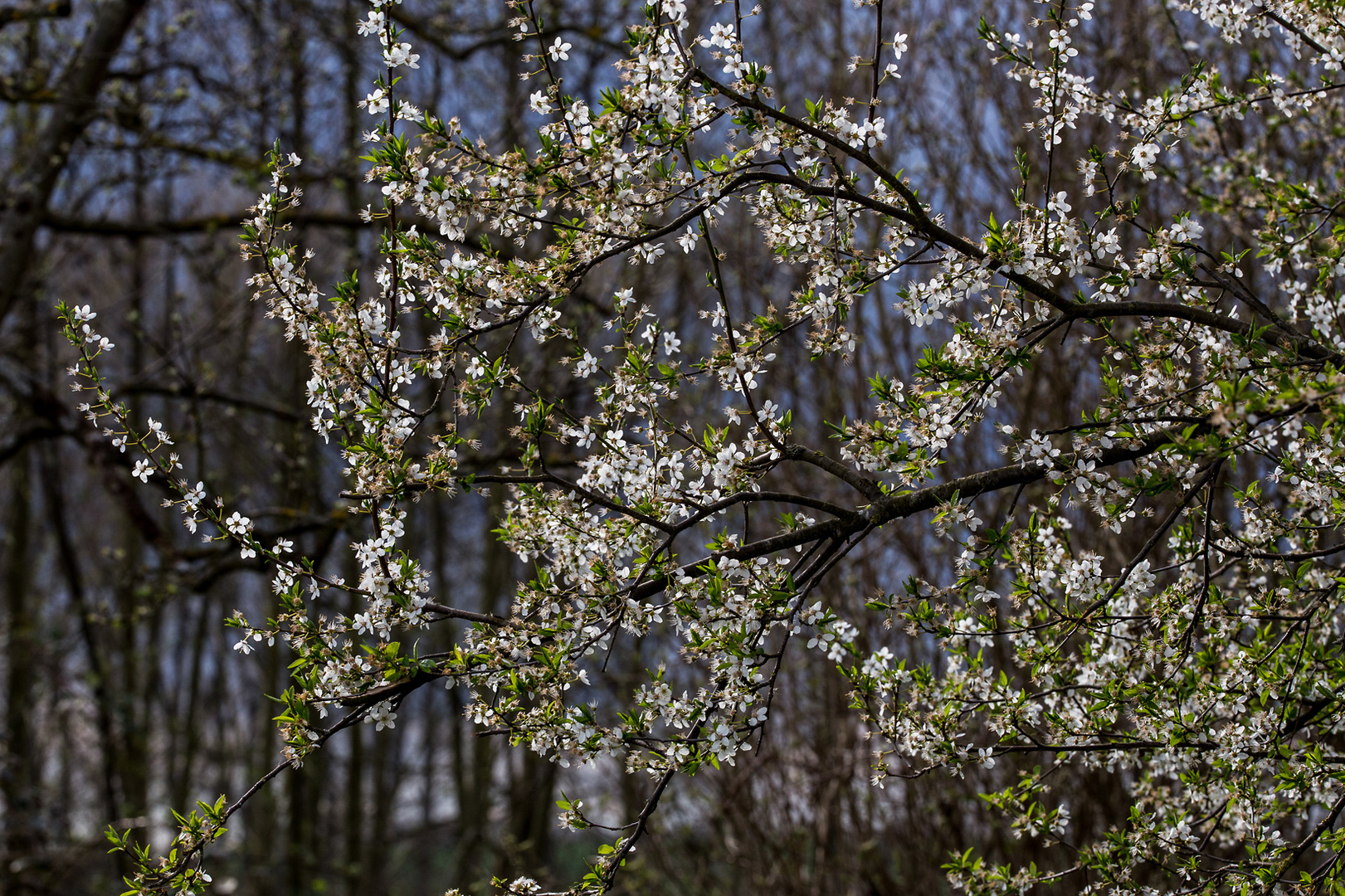 Frühling