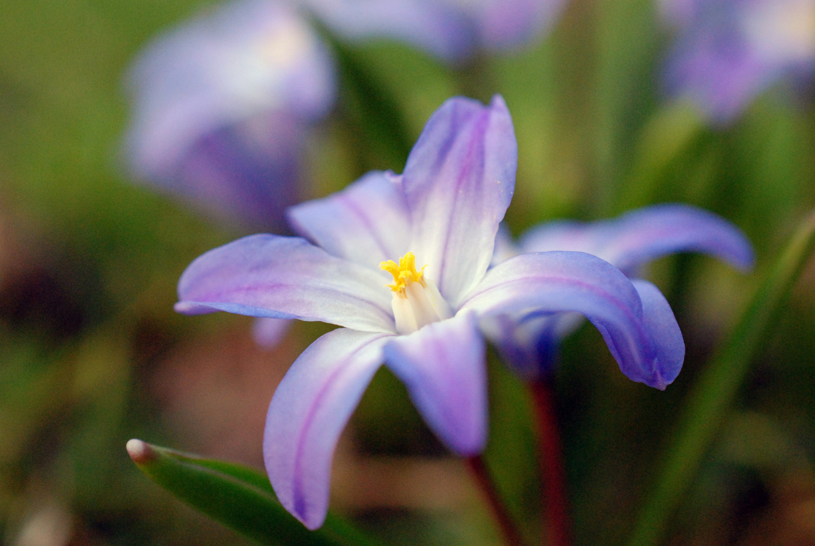 Frühling