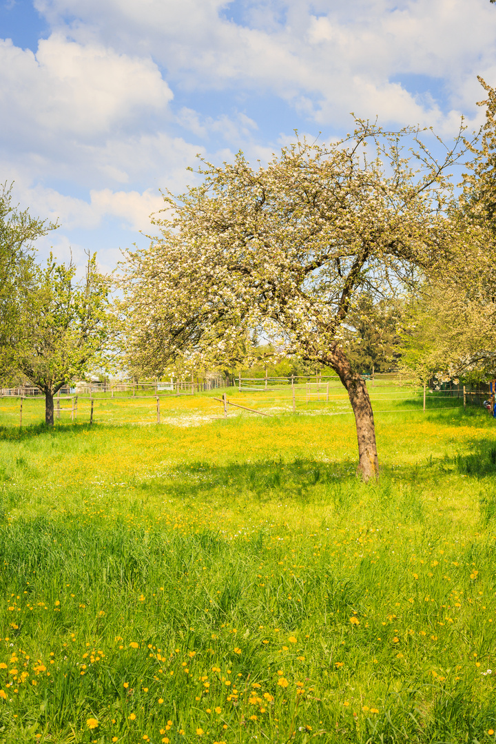 Frühling