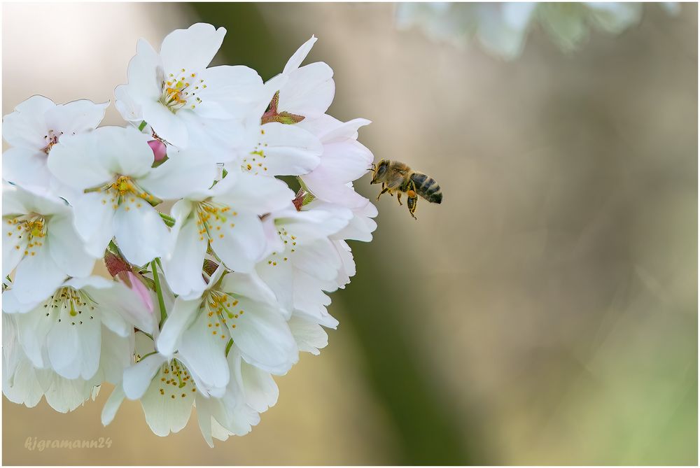 frühling ...