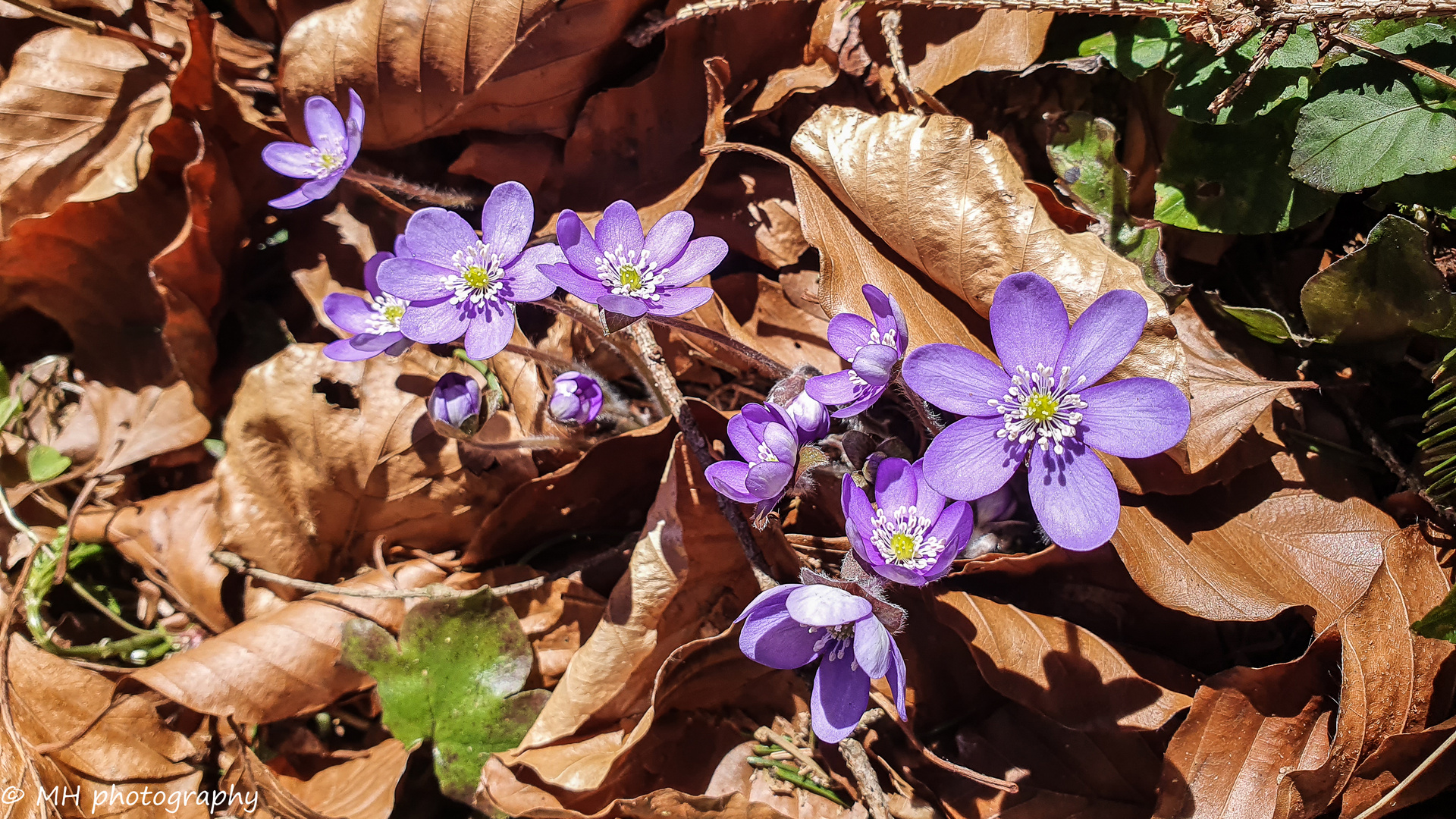 Frühling