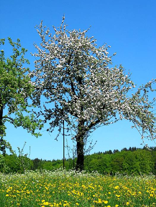 Frühling