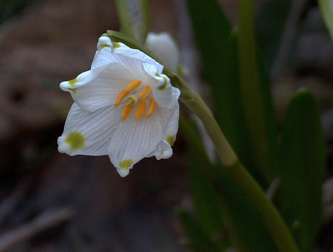 Frühling