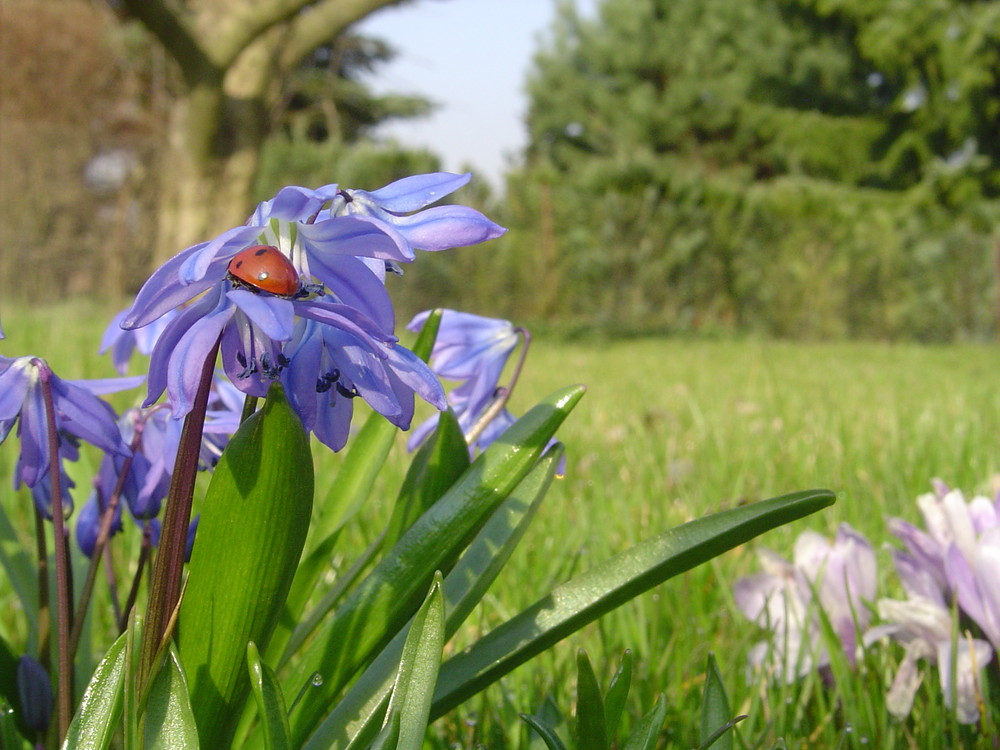 Frühling