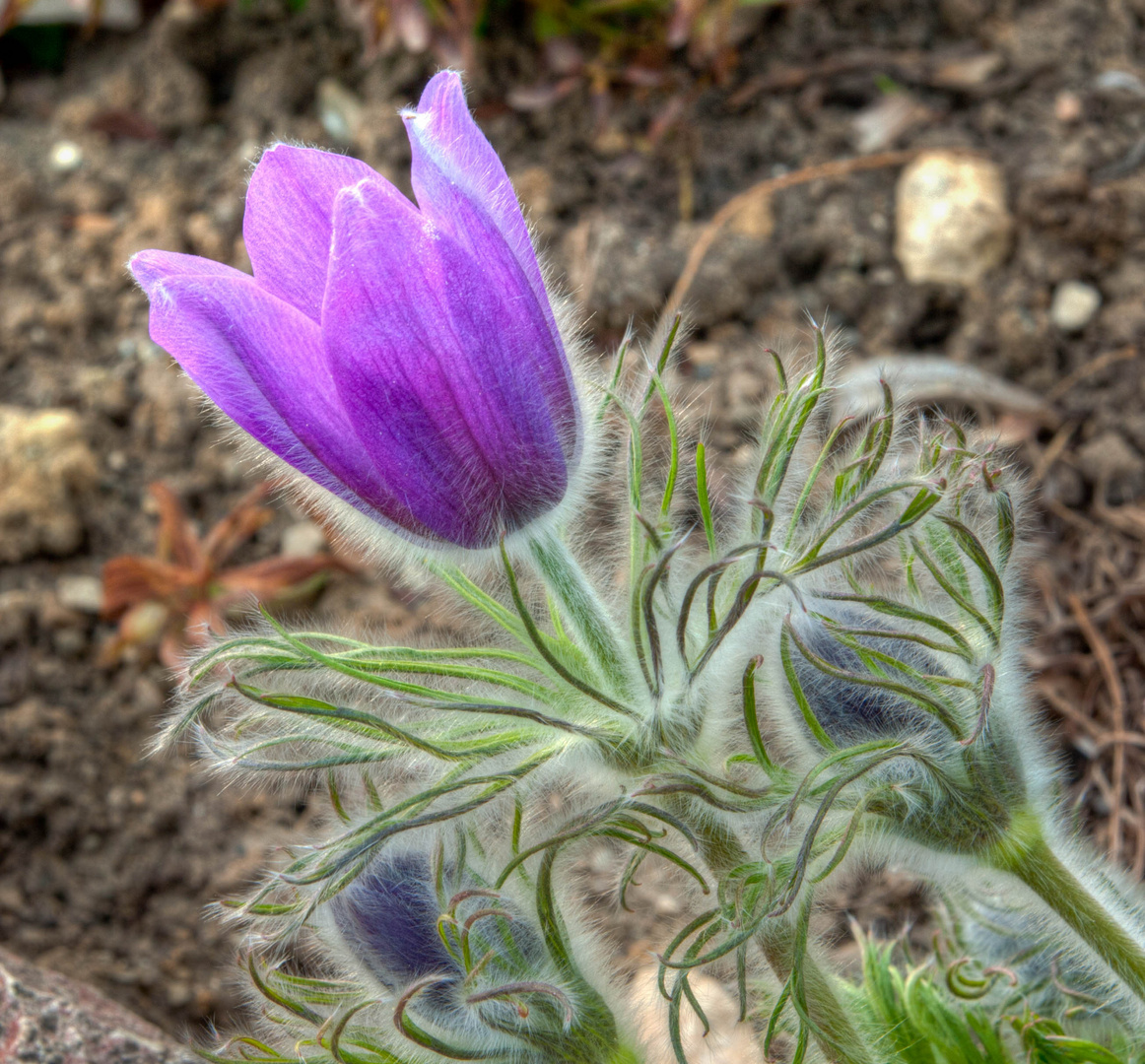 Frühling