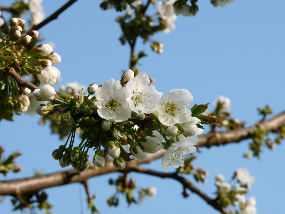 Frühling