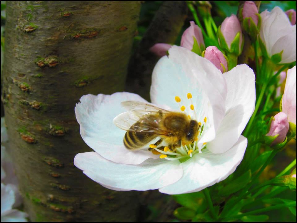 Frühling 