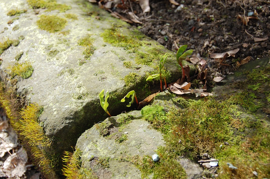 Frühling