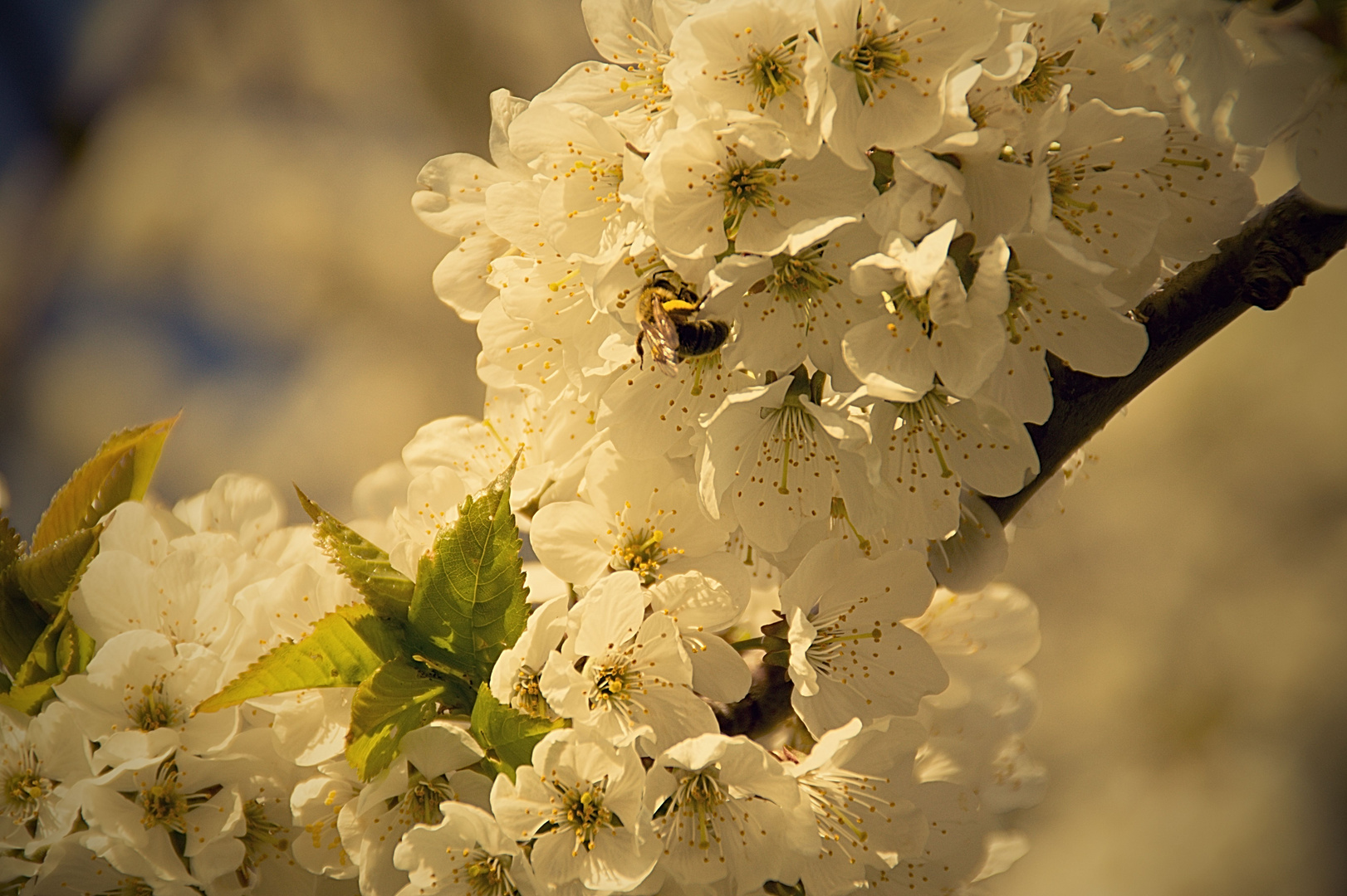 Frühling