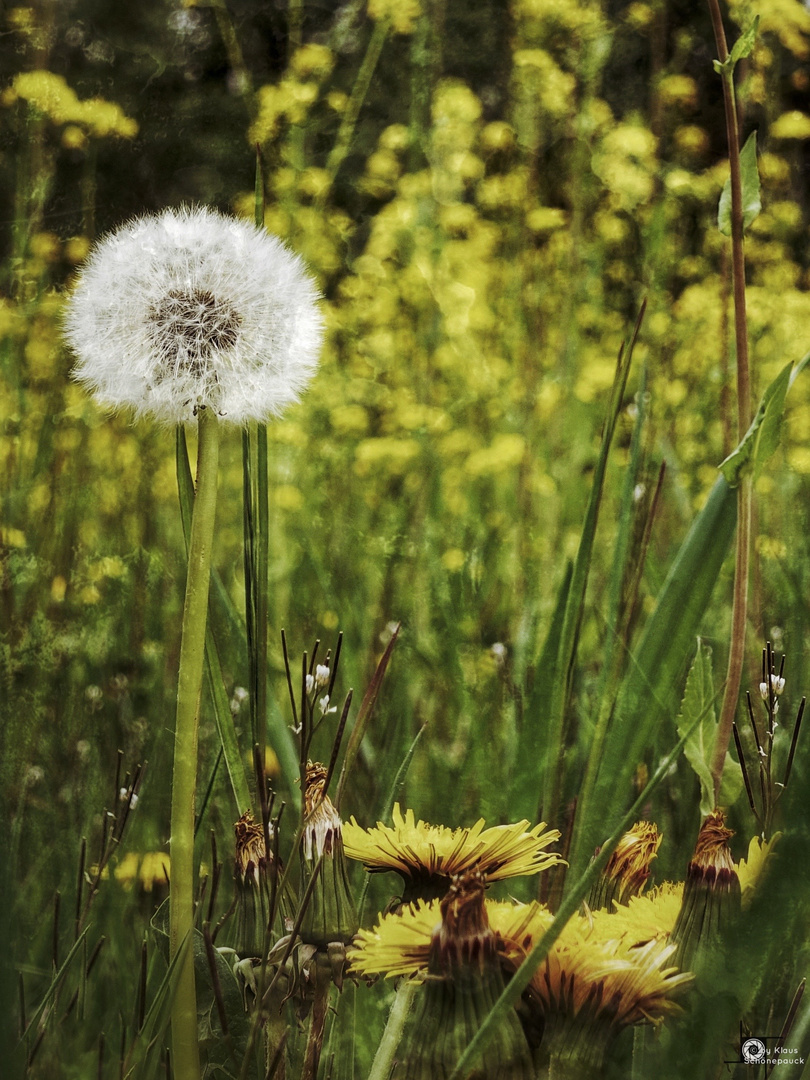 Frühling 