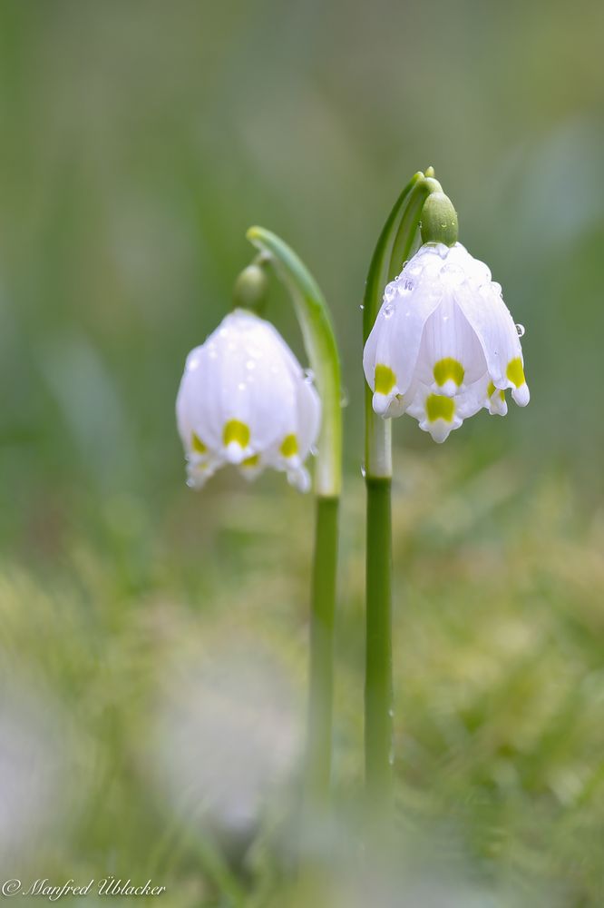 Frühling ...