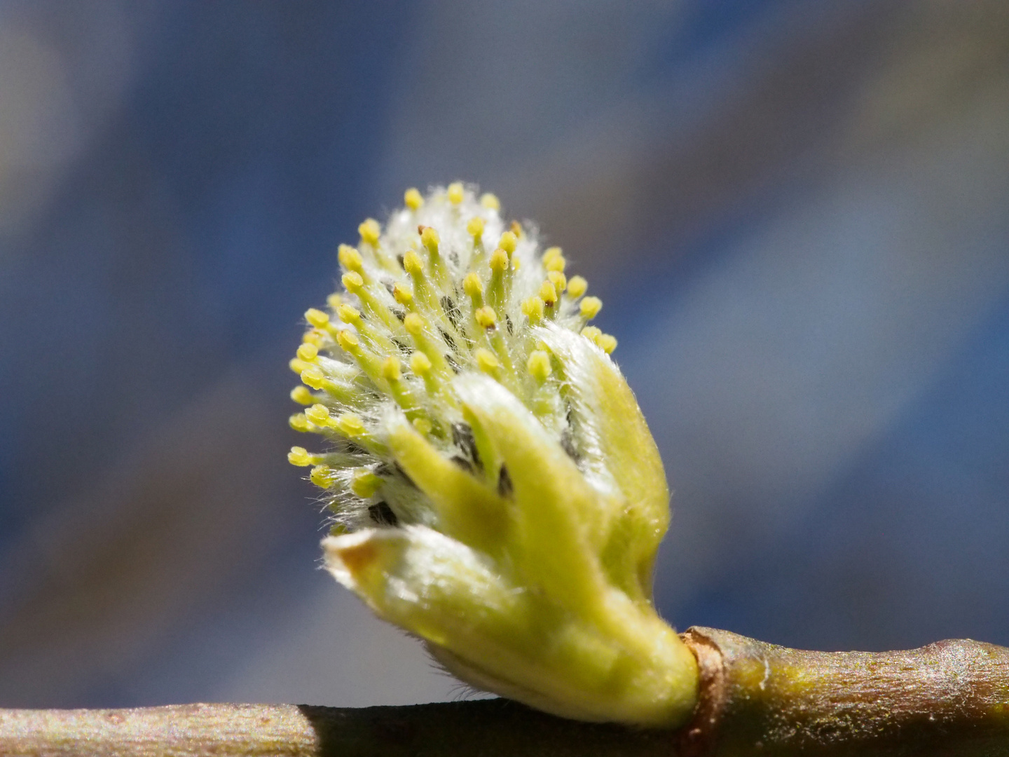 ... Frühling ...