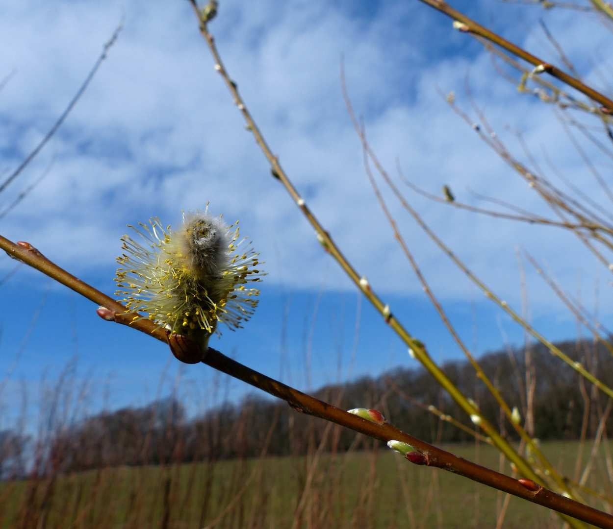 Frühling