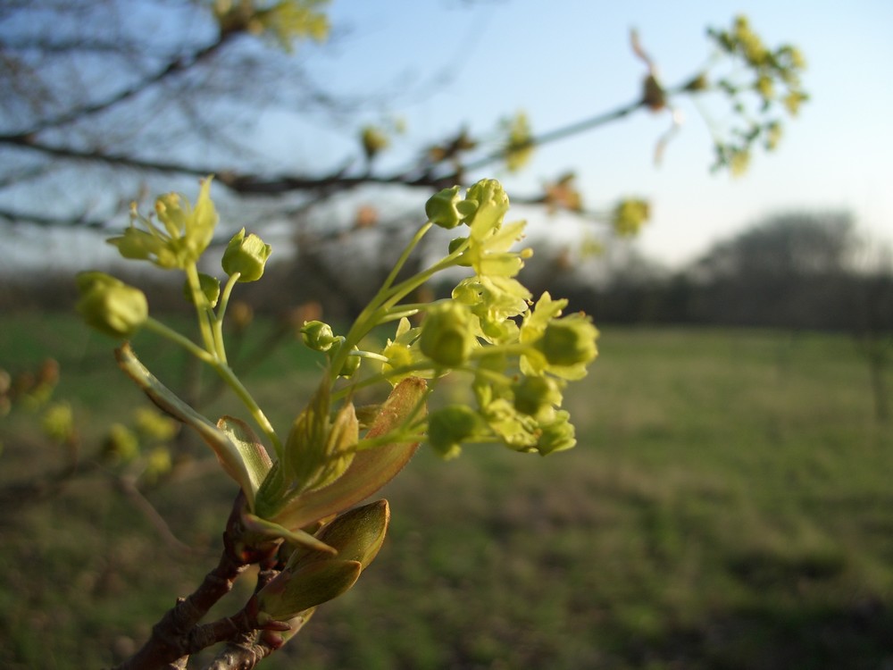 Frühling