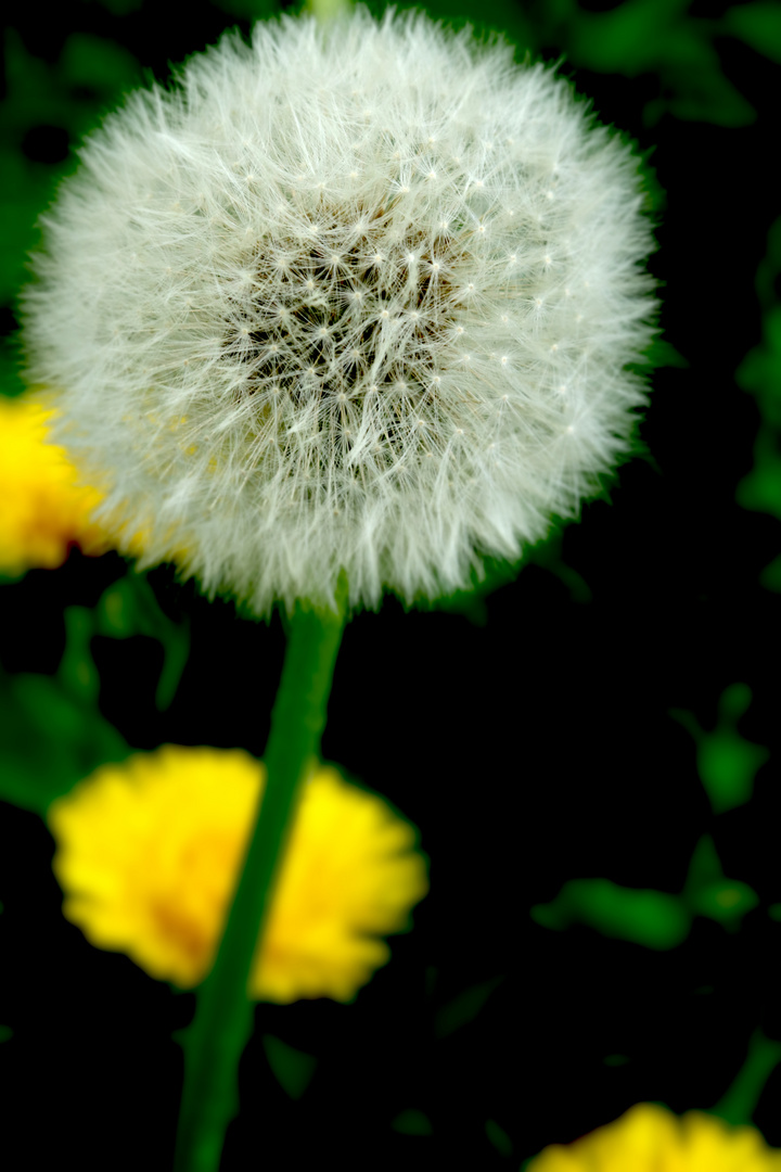 Frühling