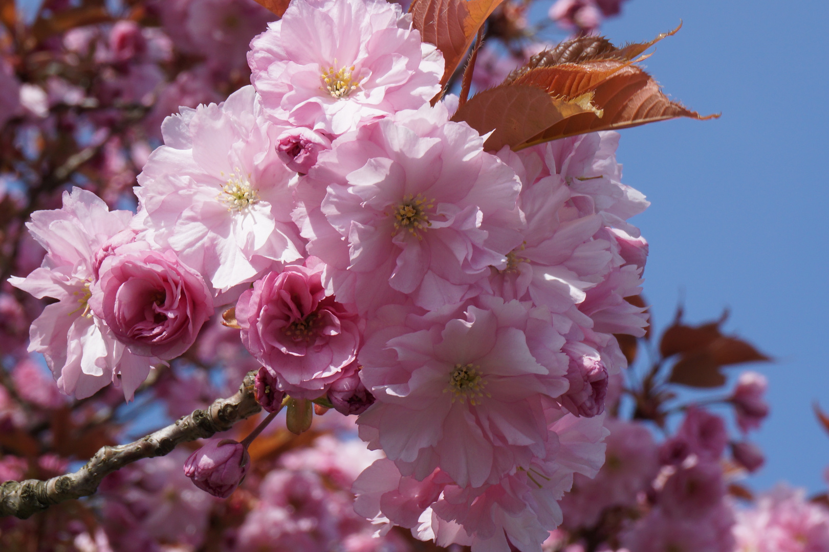 Frühling