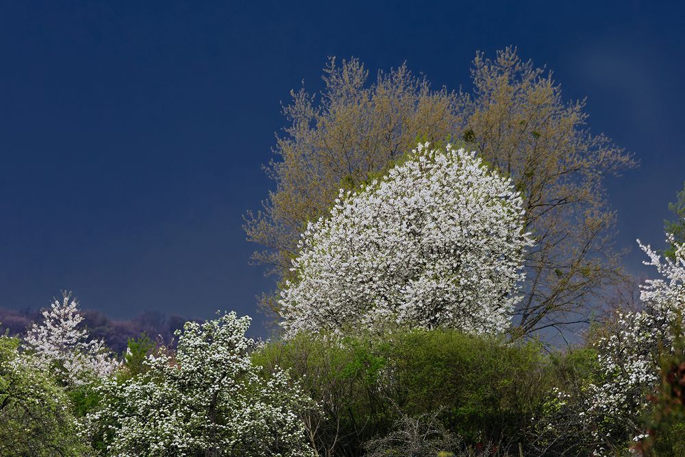  FRÜHLING