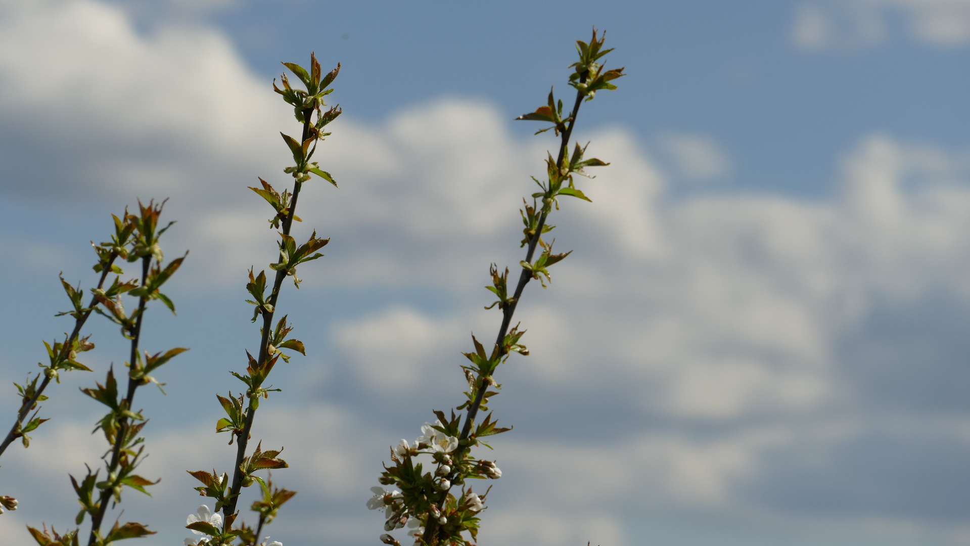 Frühling 