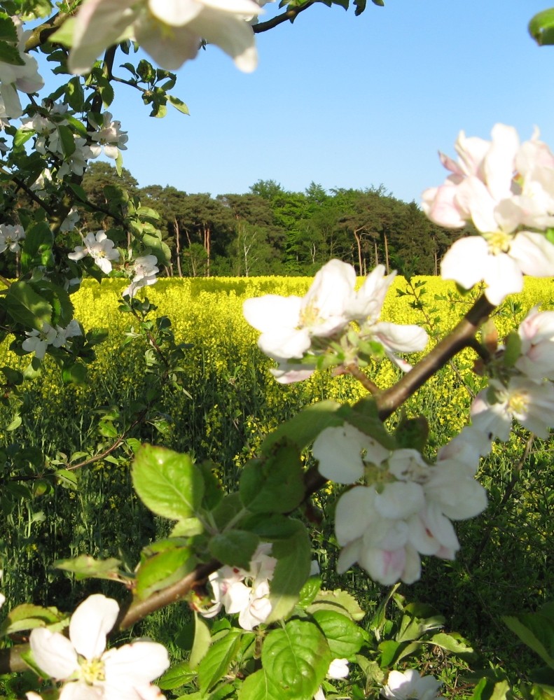 Frühling