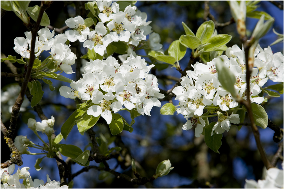 Frühling-1