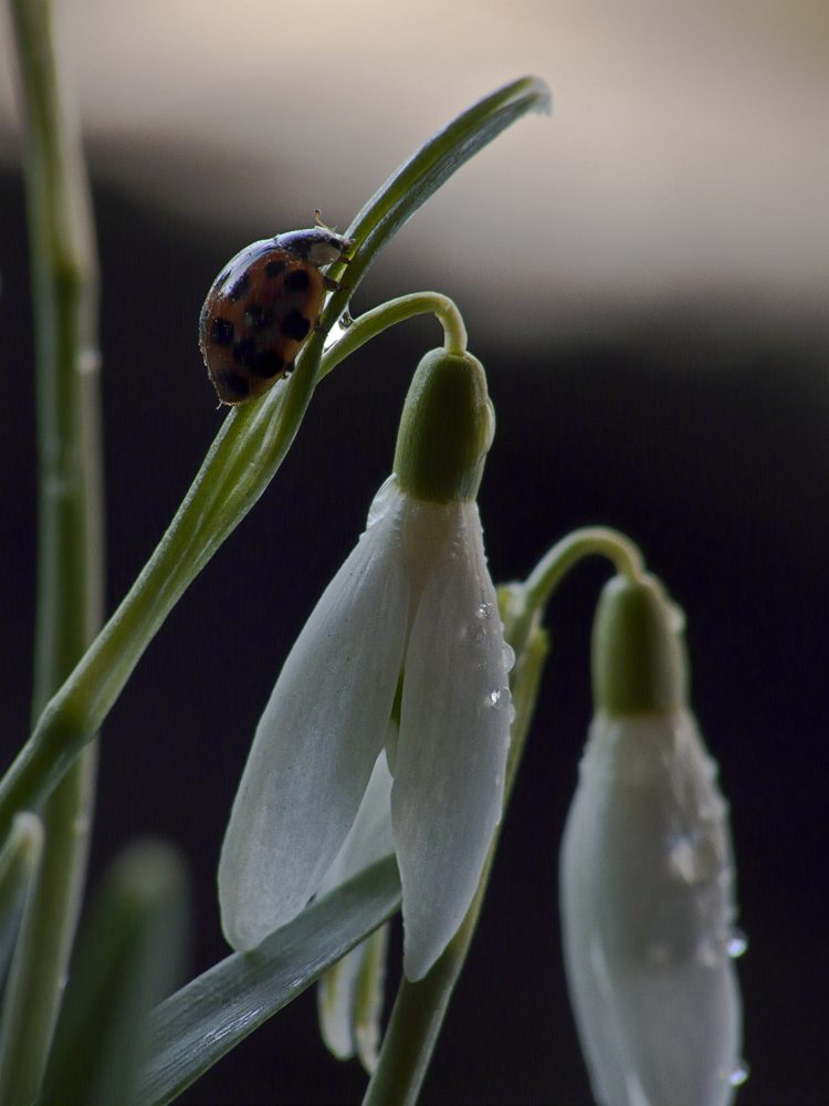 Frühling 1