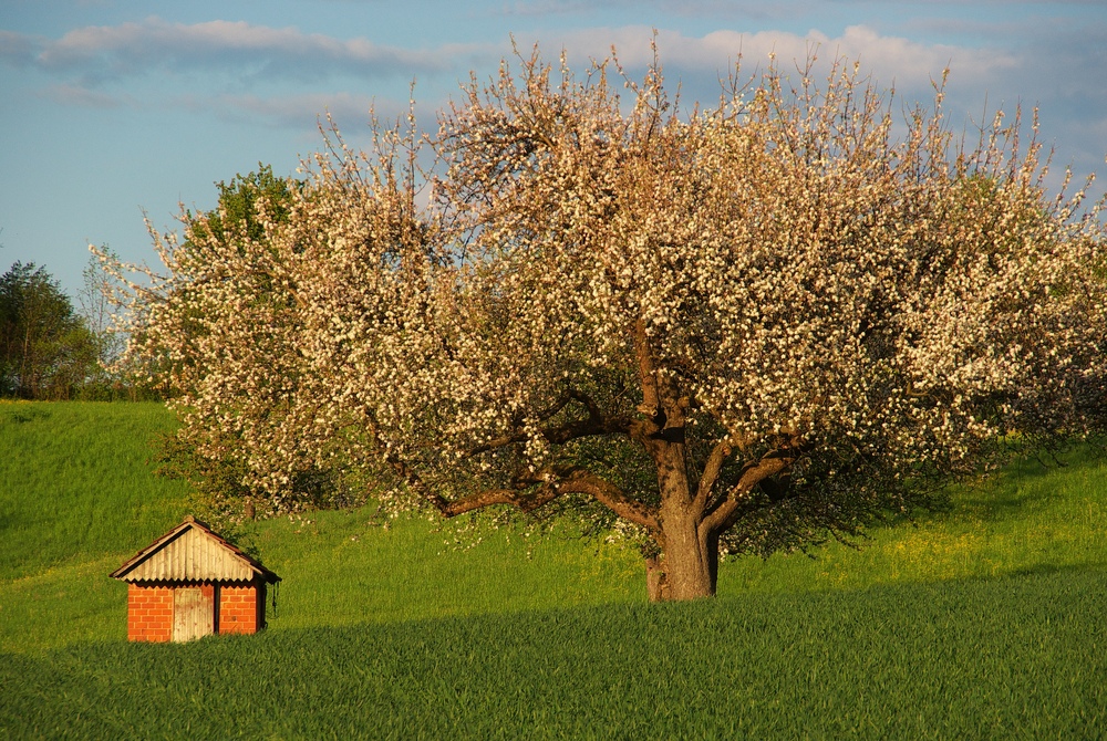 Frühling 1