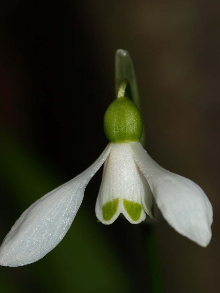 Frühling 1