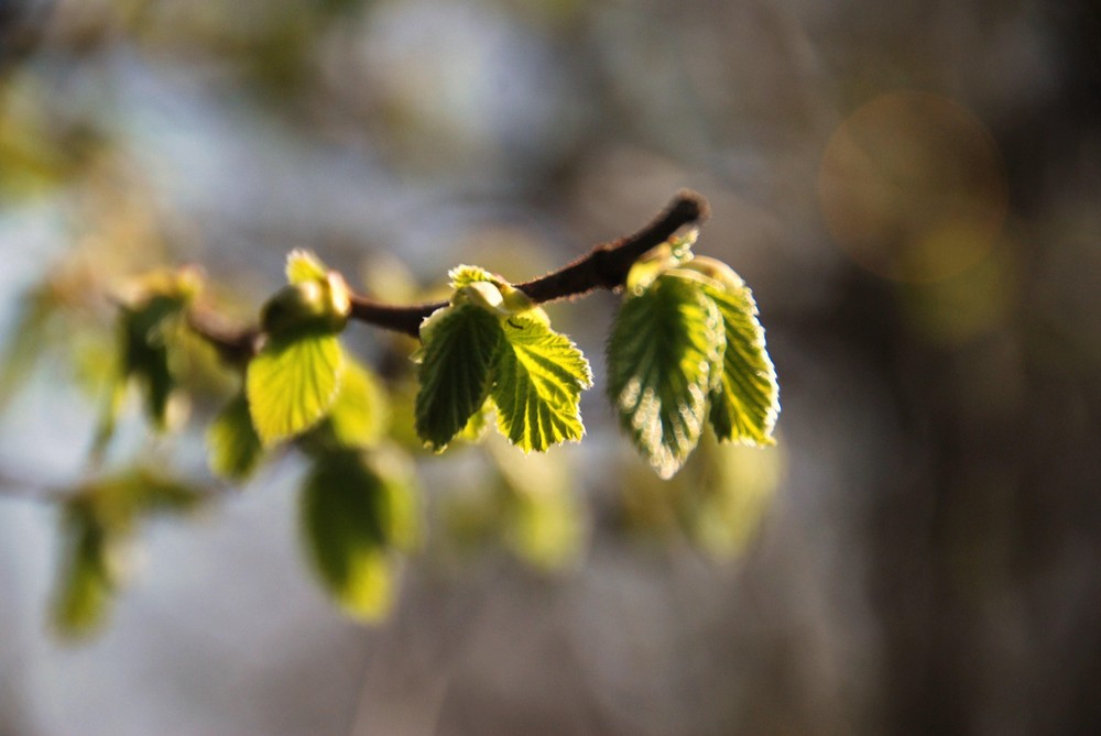 Frühling 1