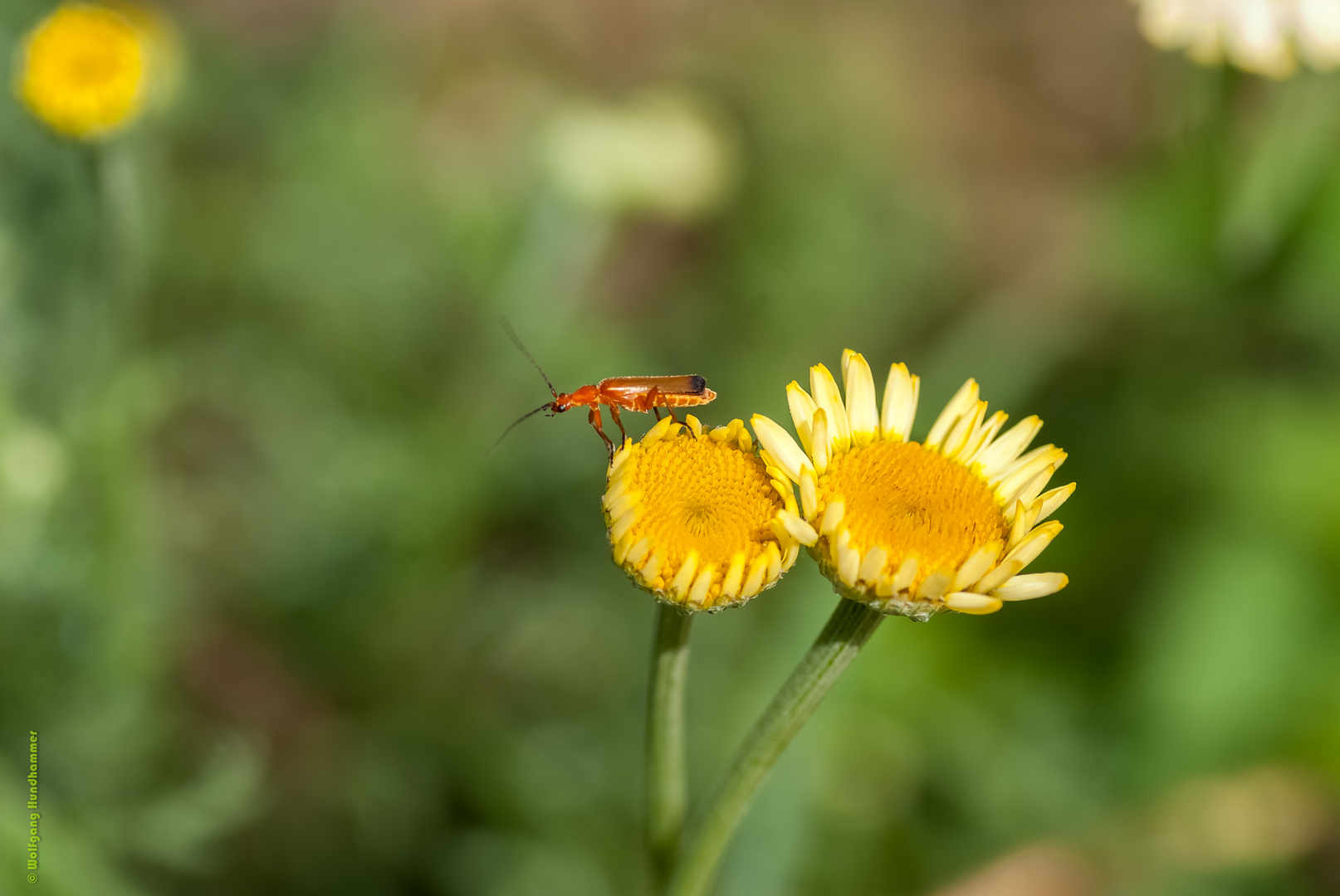 Frühling 1