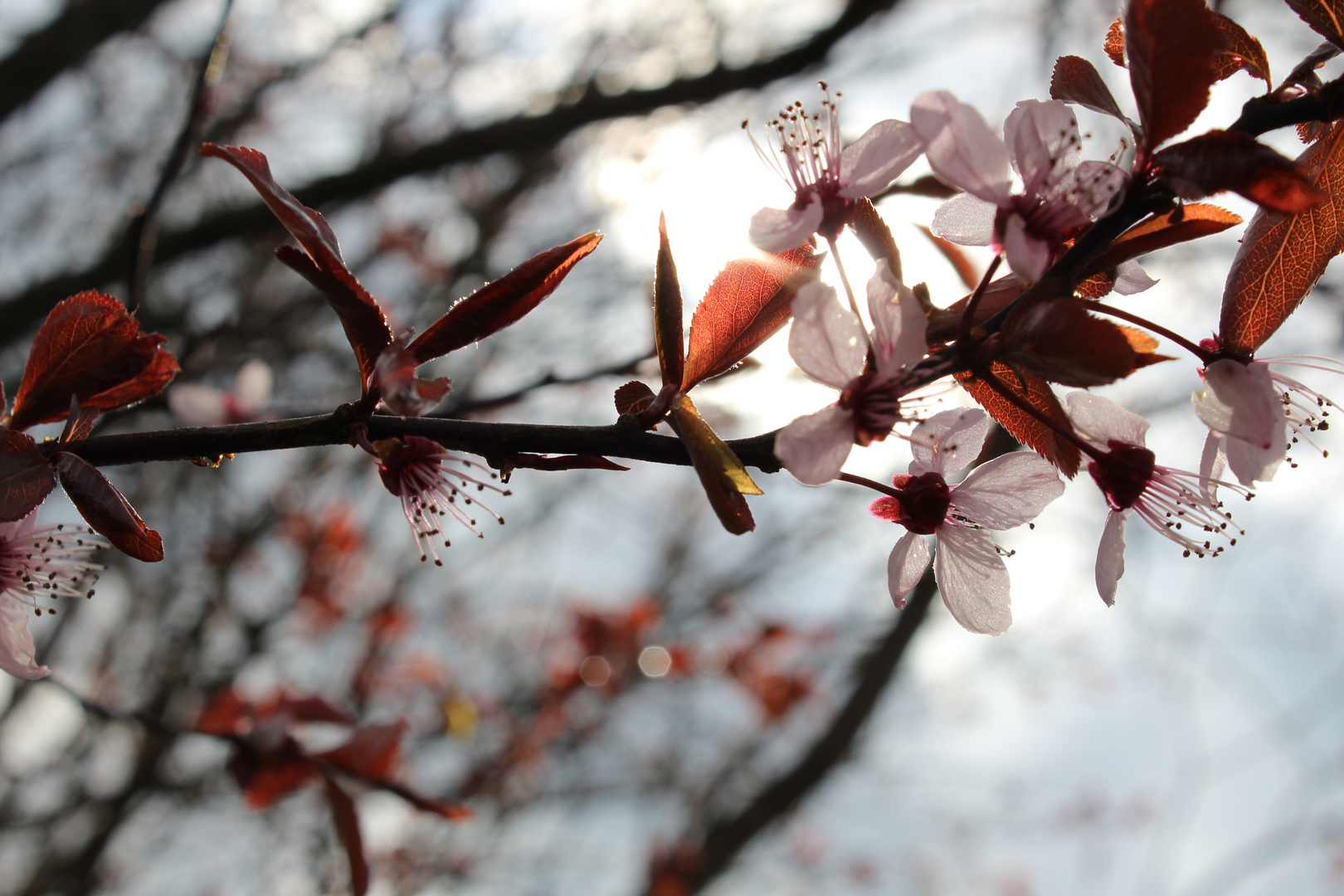 Frühling #1