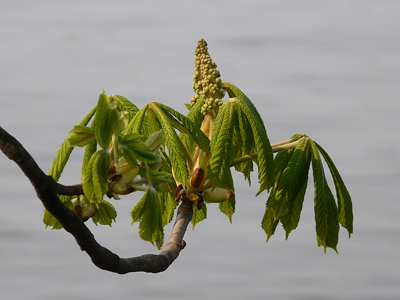 Frühling 1