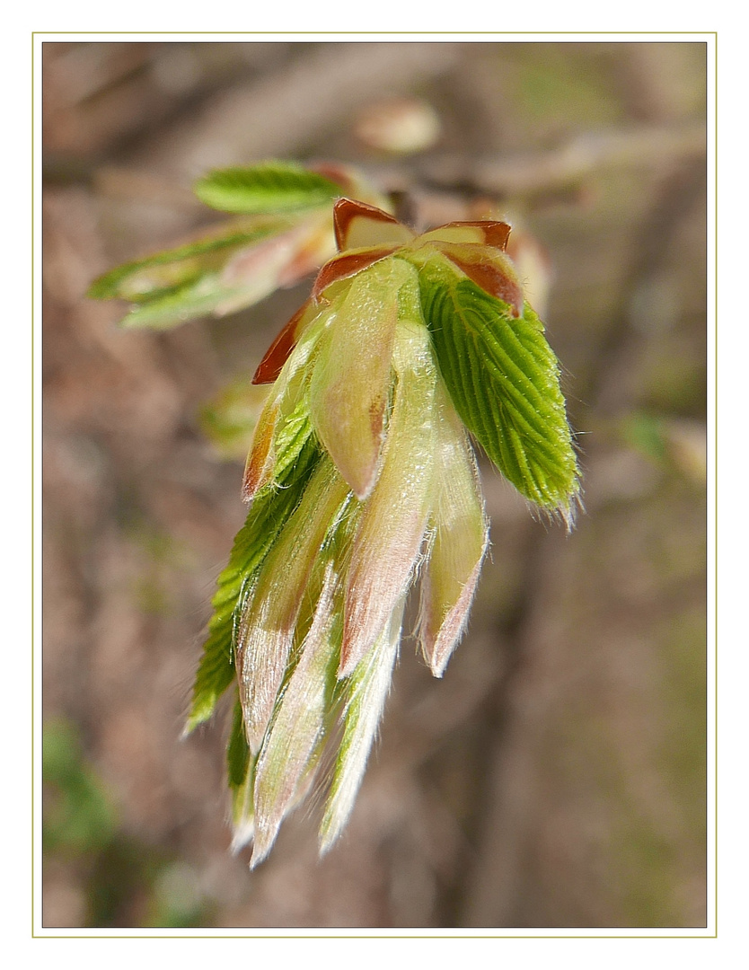 Frühling - 1