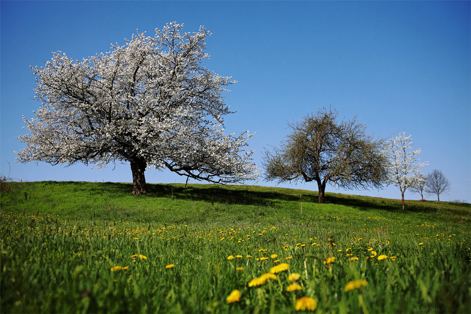 Frühling (1)