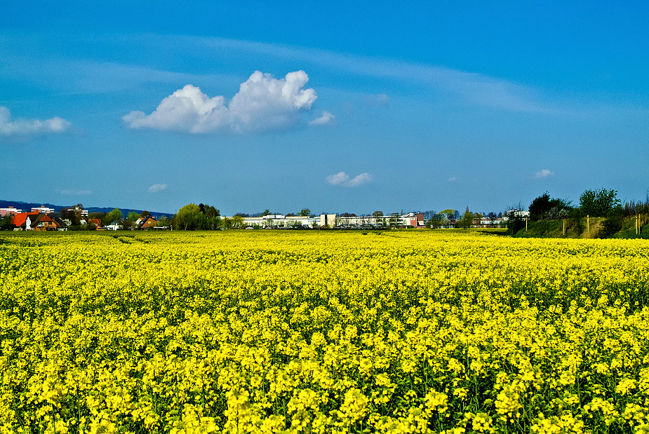 Frühling-1