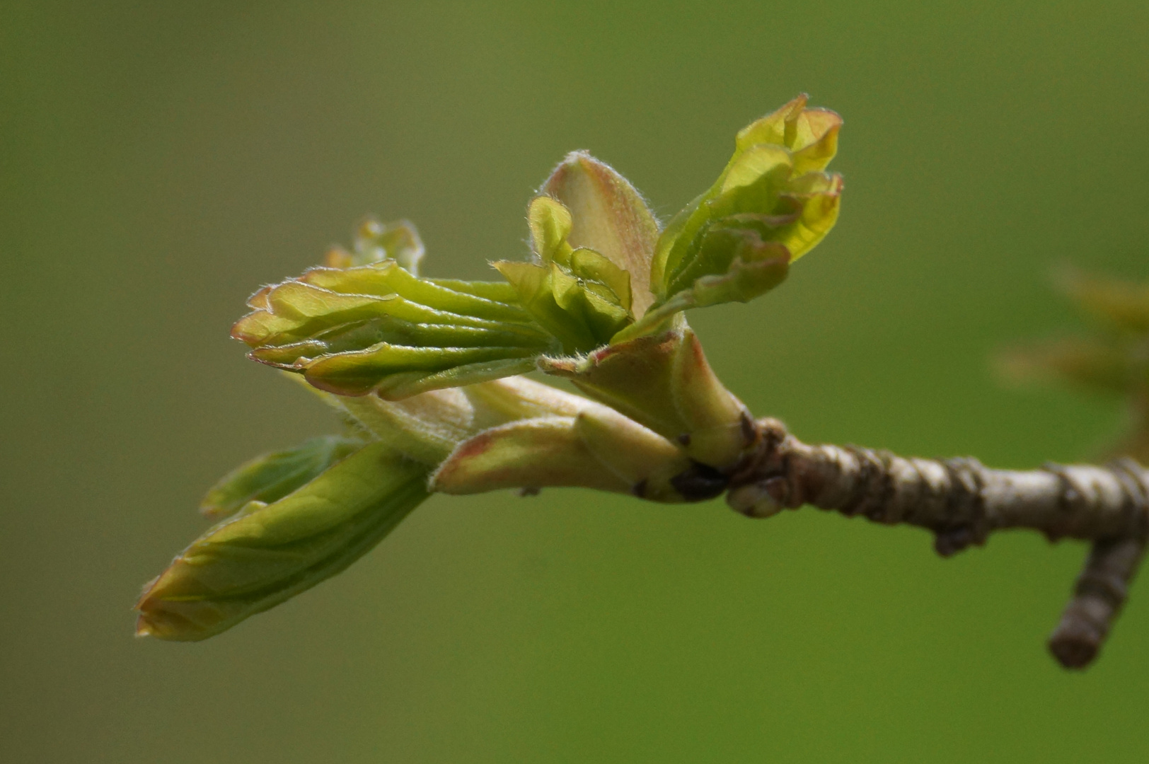 Frühling 1