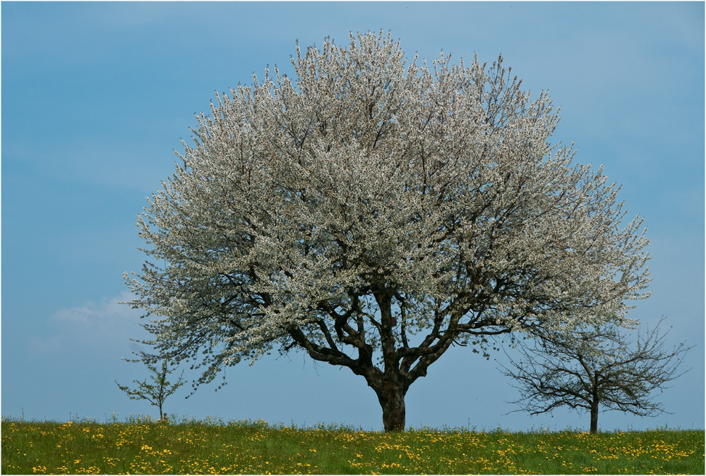 Frühling 1