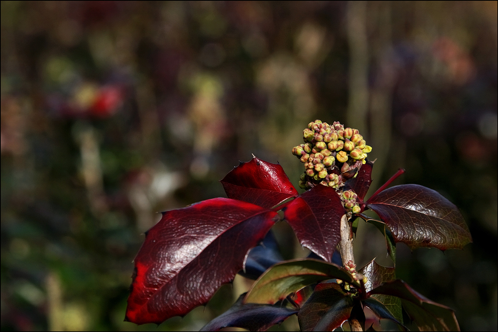 Frühling -1- von J.K.-Fotografie