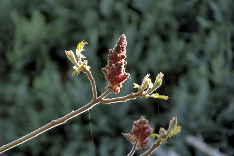 Frühling 1