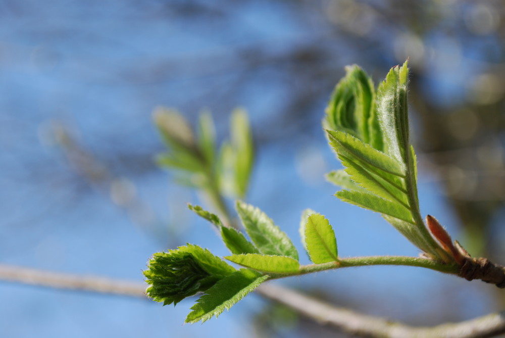 frühling 1