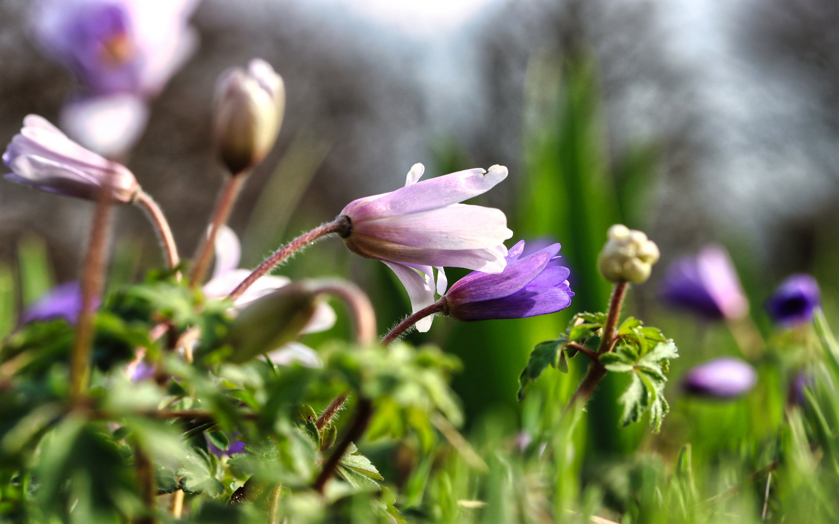 Frühling #1