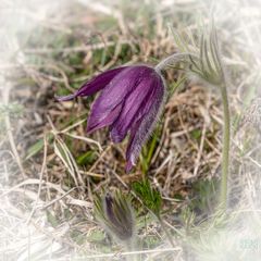 Frühling 1