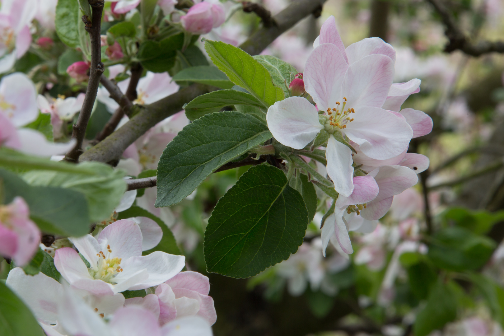 Frühling 1