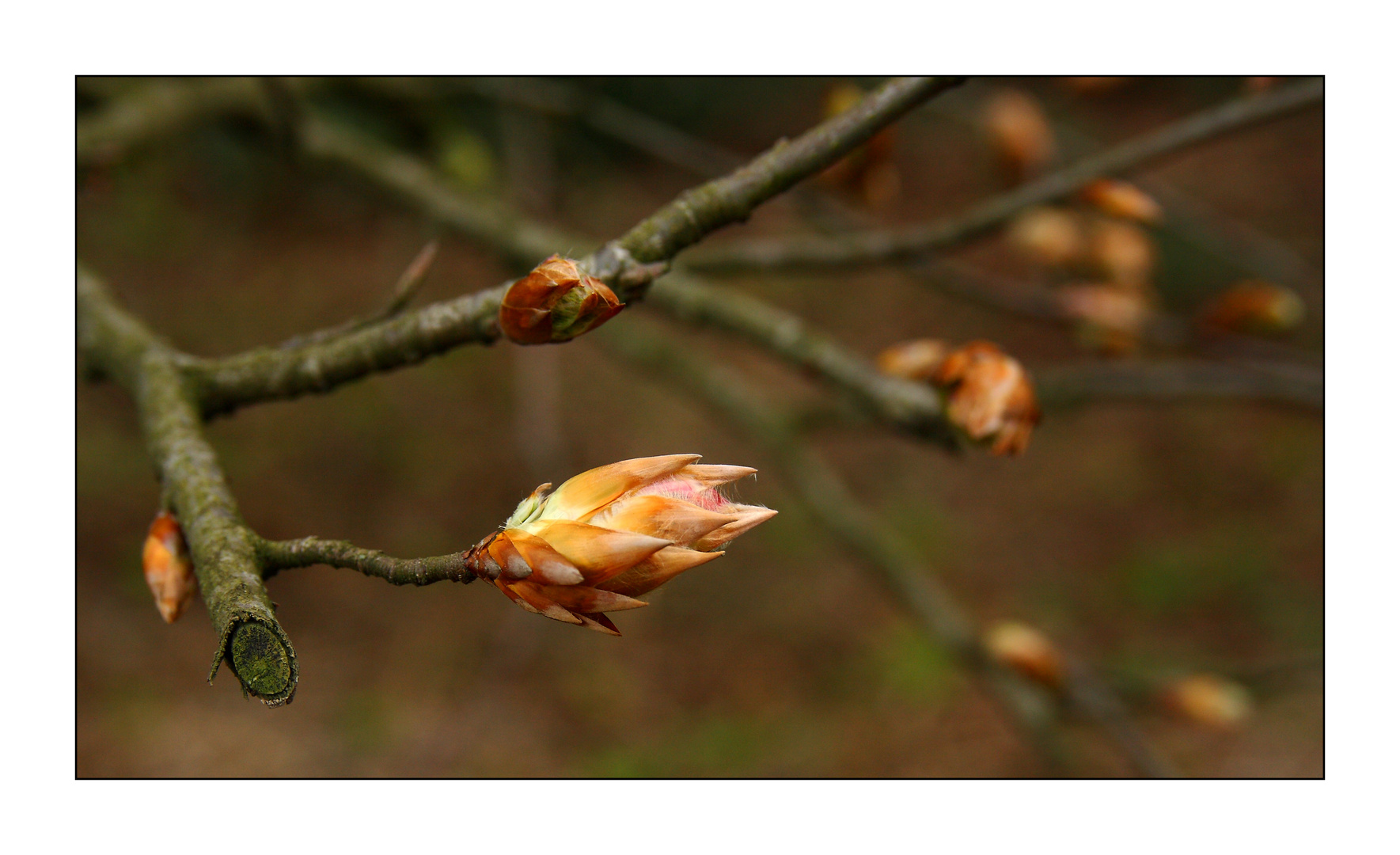 Frühling #1