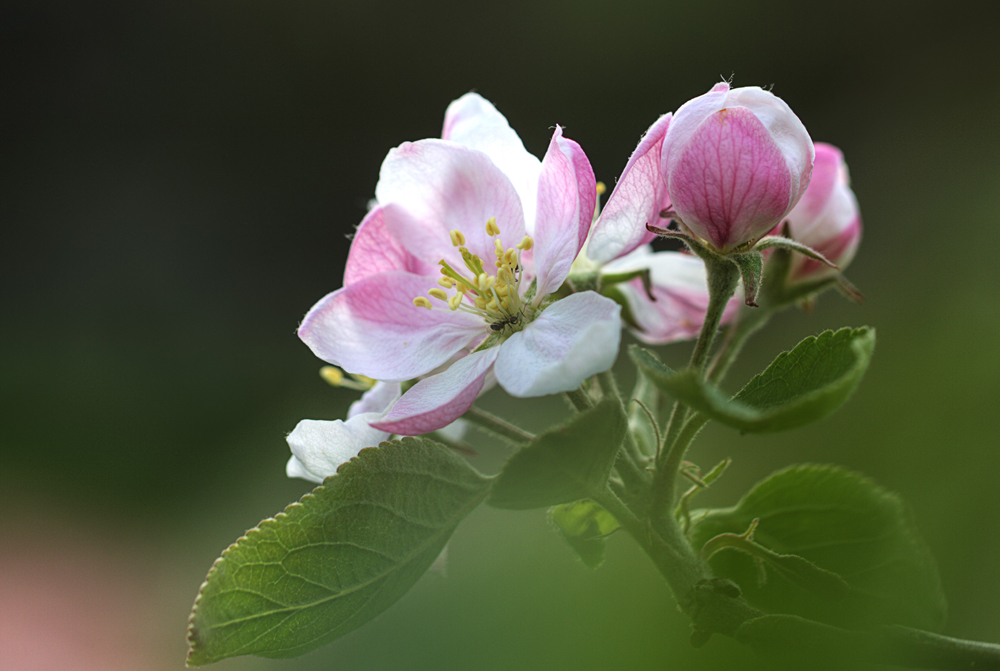 Frühling 1