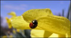 Frühling 1 - kleiner Klettermaxe